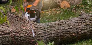 Best Tree Risk Assessment  in Mount Angel, OR