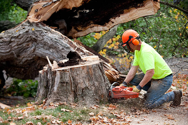 Best Tree Trimming and Pruning  in Mount Angel, OR